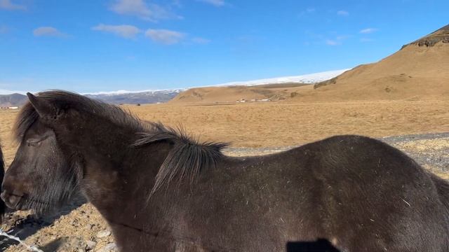 Исландские лошади. Юг Исландии смотреть онлайн