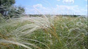 СТЕПЬ ДОНСКАЯ