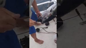 Ловили треску, поймали тунца.
