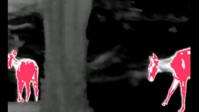 Termovize DALI S240-25 - "Kozorožci, Jeleni, Los" (www.fotomalek.cz) смотреть онлайн