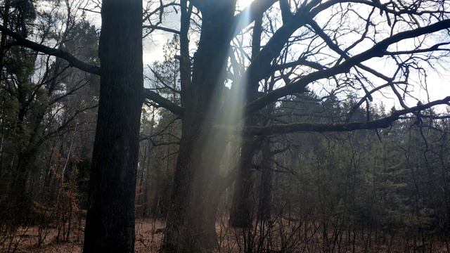 ВДОЛЬ КОДРЫ: ПЕСКОВКА - КОДРА. ФОТОКОЛЛАЖ [4K] (22.02.2020) смотреть онлайн