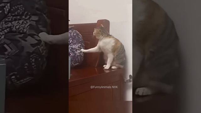 Смешные животные #141 #shorts