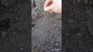 как бороться с медведкой.