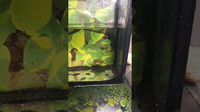 Головастик шпорцевой лягушки! смотреть онлайн