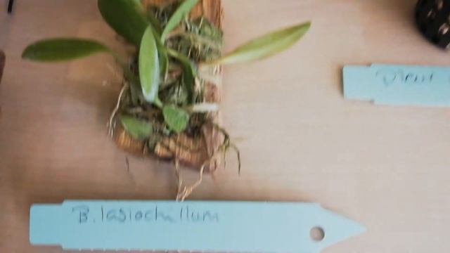 Посылка с орхидеями от Дебби (Голландия). смотреть онлайн