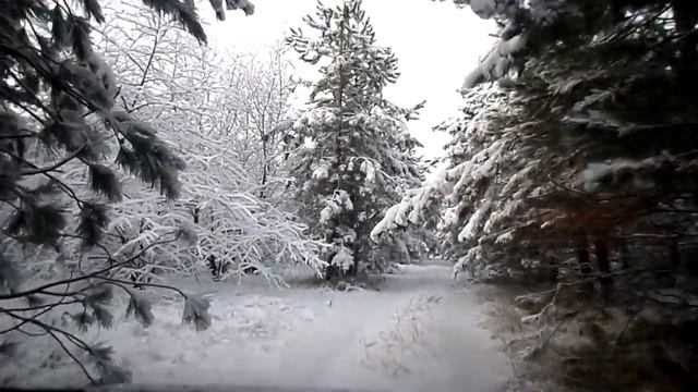 Сказочная красота зимнего леса!