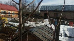 Обрезка и формировка груши.