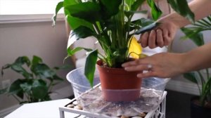 Peace Lily (Spathiphyllum) Care & Growing Guide - Plant Mom Care