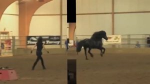 FRIESIAN STALLION UNBELIEVABLE, Frederik the Great