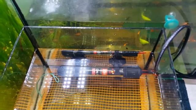 Сколько можно? Очередной нерест вуалевых данио GloFish смотреть онлайн