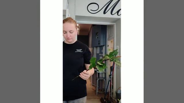 Обработка роз