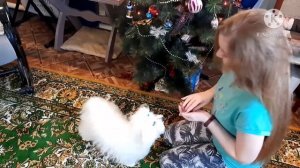 Дрессировка Мальтезе/как научить командам мальтезе/1 день из жизни мальтийской болонки