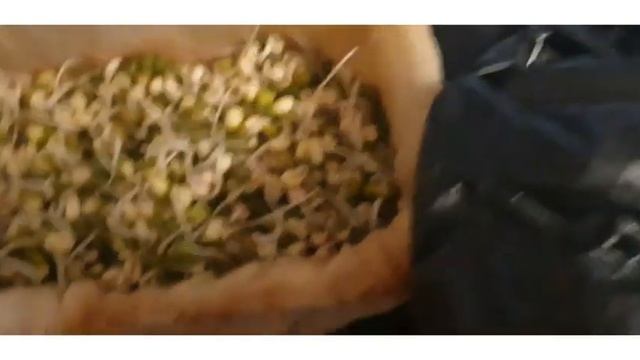 EASY MUNG BEAN SPROUTS WITH PLASTIC CONTAINER! смотреть онлайн