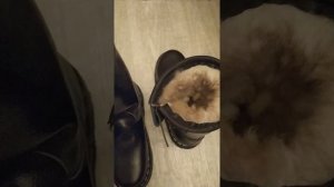 кожаные зимние сапоги, натуральный мех и кожа. Сделано в Сибири!