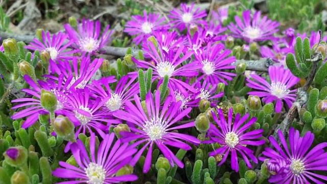 Фиолетовые ковёр из цветов смотреть онлайн