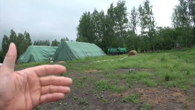 Чистое вымя коровы - как этого добиться? смотреть онлайн