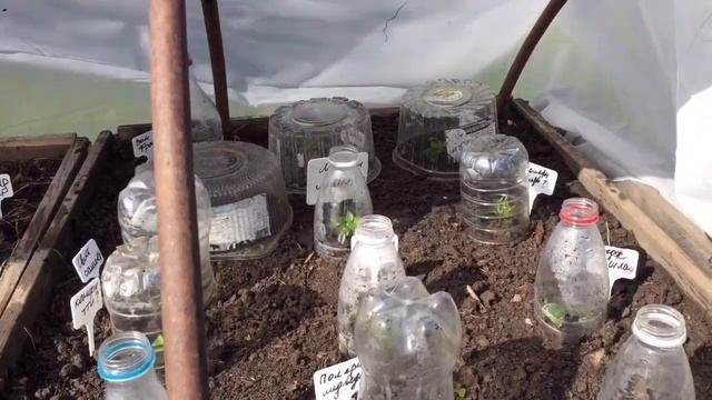 Черенкование метельчатых гортензий. Летнее черенкование ЧАСТЬ 2