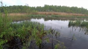 РУЧЕЙ в БОЛОТЕ КИШИТ КАРАСЯМИ/ Чуть Удочку не СЛОМАЛ от КЛЁВА/ Пол ЧАСА ВЕДРО РЫБЫ на УДОЧКУ""!!!