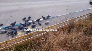 ГОЛУБИ ВОРОБЬИ ВОРОНА ПТИЦЫ -ПОЗИТИФФ -ЛАЙФХАК