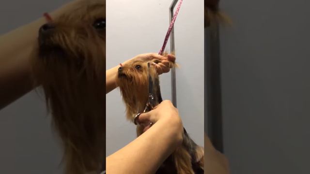 Потстригли ЁРКА