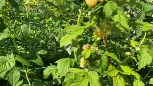 ОБЗОР сорта малины КРАСА РОССИИ, ЖЁЛТЫЙ ГИГАНТ, Малина Красная кустовая