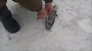 Поклёвки на активные и пассивные снасти. Клёвое место, Лосиный остров, верхний водоём.