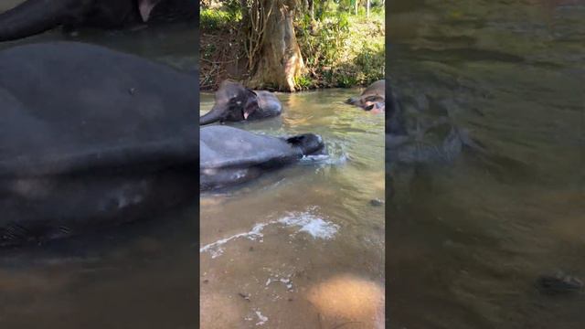 Sri-Lanka, elefant