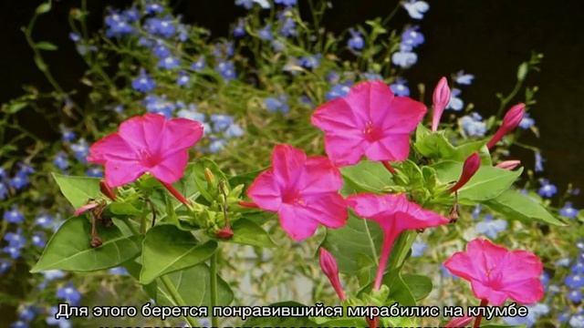 Мирабилис цветок (ночная красавица) — размножение растения