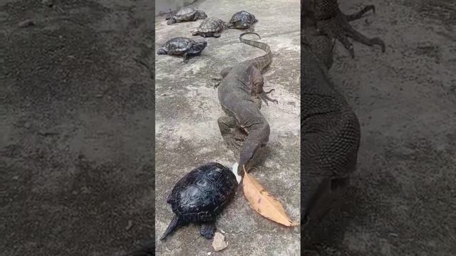 Kusu Island Singapore Southern Island 🏝️- 5 Jan 24-Kindhearted lizard shares fishcakes with tortois