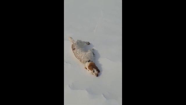 Поплавать,где,где? Русский охотничий спаниель. смотреть онлайн