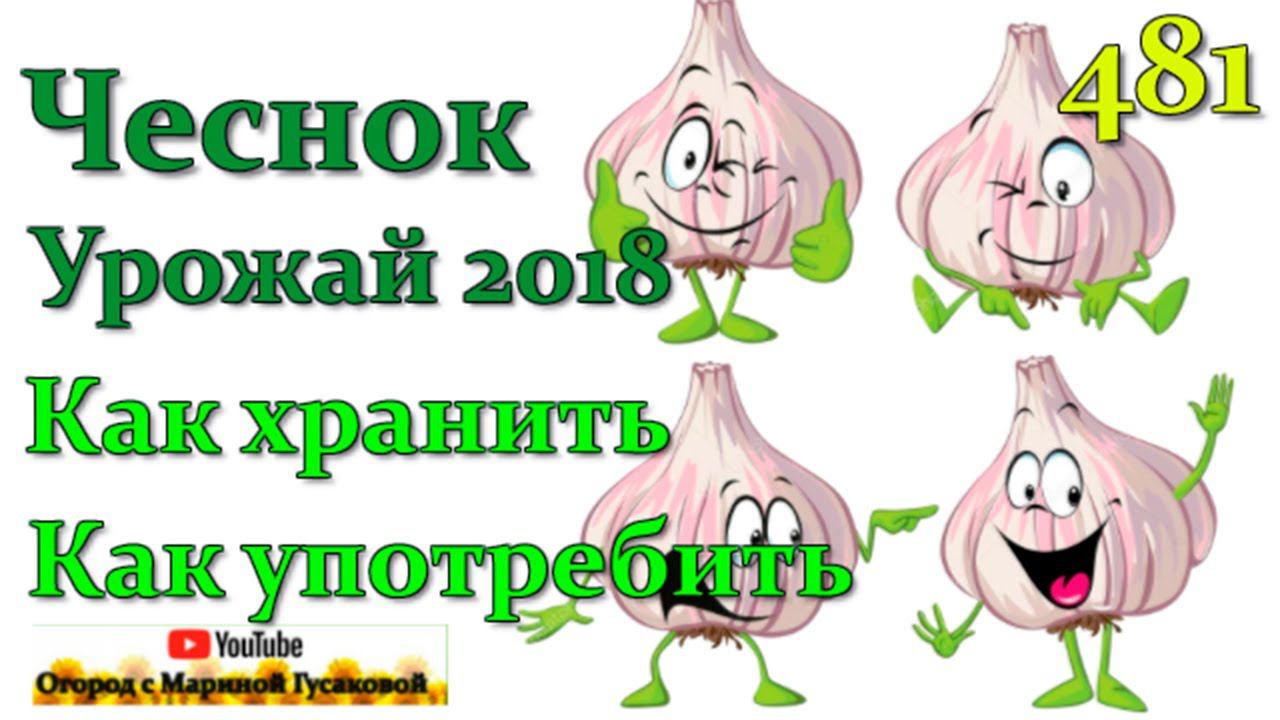 ЧЕСНОК   урожай анализирую и делаю выводы ✅ Как хранить и как употребить чеснок ✅