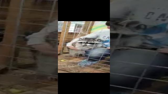 Без названия