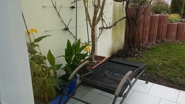 Про котов: #манул #сервал #перс 波斯貓 ペルシャ猫 смотреть онлайн