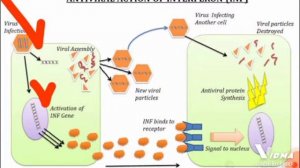 Interferon / Antiviral action of Interferons INF