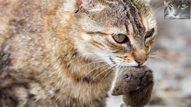 Почему коты и кошки несут добычу в дом. смотреть онлайн