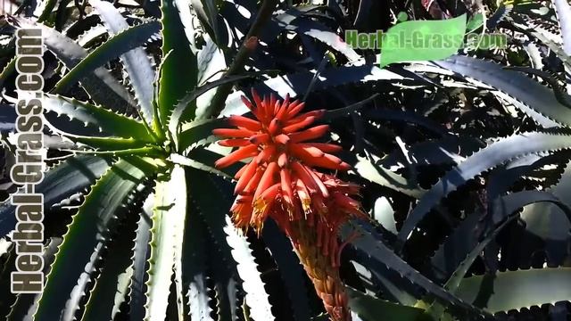 Алоэ древовидное (столетник) • Aloe arborescens - лекарственное растение смотреть онлайн