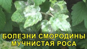 Болезни Смородины, Мучнистая Роса на Смородине Меры Борьбы / чем обработать смородину от болезней?