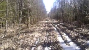 Нагонка Русской гончей по зайцу.