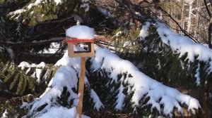 Релакс. Кормление птиц. Bird