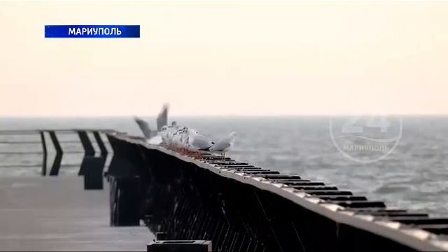 новости Мариуполя за 4.11.2023