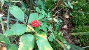 Как растет ягода костяника