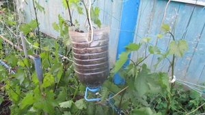 #zoom  Выращивание саженцев винограда  НА КУСТЕ- воздушным отводком в июне.