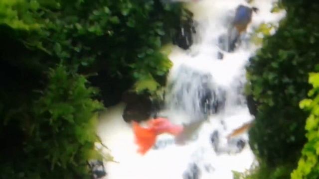 Водопад прямо в аквариуме смотреть онлайн
