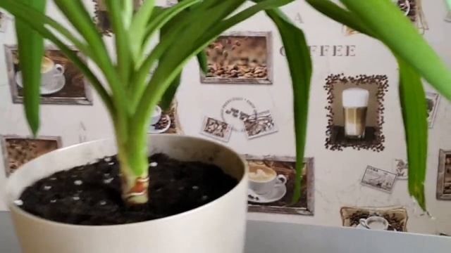 Юкка. Размножение. Верхушка дала корни. Часть 2.