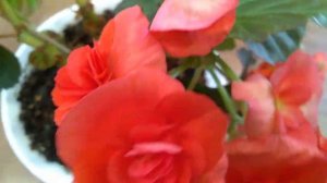 Бегония Элатиор #бегония #бегонияцветёт #цветы