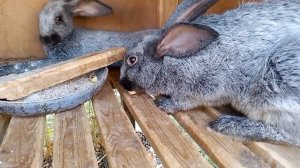 кролики полтавское серебро и смесь бабочке