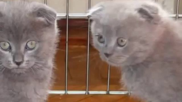 Британская короткошерстная - Все о Породе смотреть онлайн