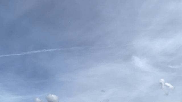 Пеликан на фестивале "Большие Гуси 2021". Старица. Тверская область. смотреть онлайн