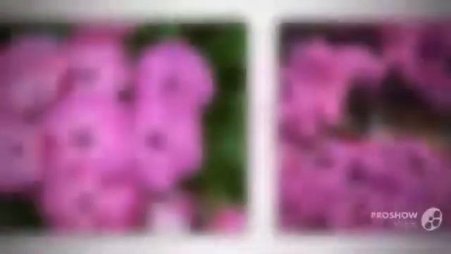 Цветы Флоксы (Phlox flower)