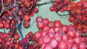 Рябина в ПВА. Что с ней стало через недельку и стоит ли так делать?!